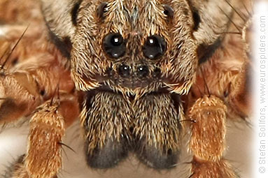 Great fox-spider Alopecosa fabrilis