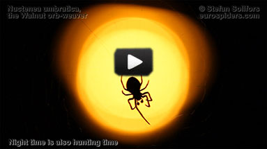 Nuctenea umbratica video