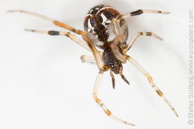 Crescent comb-foot Achaearanea lunata