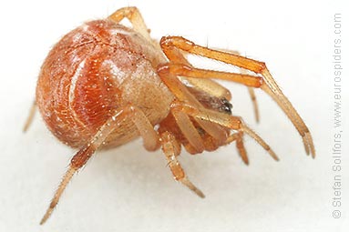 - Achaeranea lunata