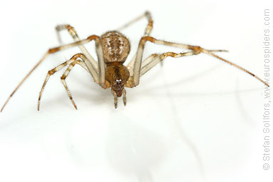 Glasshouse comb-foot Achaearanea tepidariorum