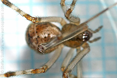 Wild gallows-spider Achaearanea tepidariorum