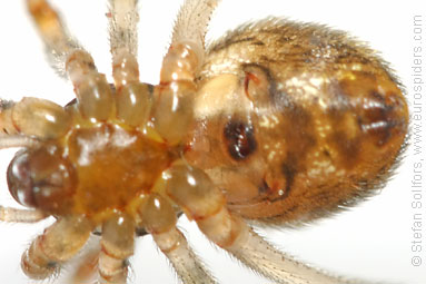 Glasshouse comb-foot Achaearanea tepidariorum