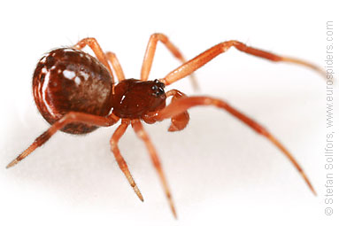 - Achaeranea lunata