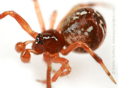 - Achaeranea lunata