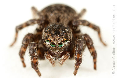 V-fronted jumper Aelurillus v-insignitus