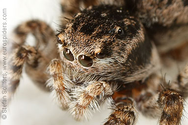 V-fronted jumper Aelurillus v-insignitus