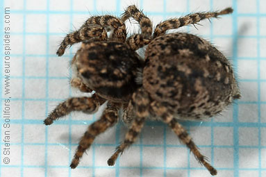 V-fronted jumper Aelurillus v-insignitus