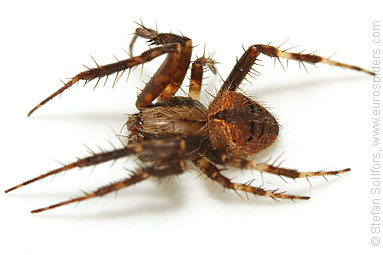 Gorse orbweaver Agalenatea redii