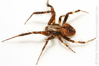 Gorse orbweaver Agalenatea redii