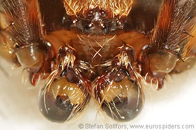 Gorse orbweaver Agalenatea redii