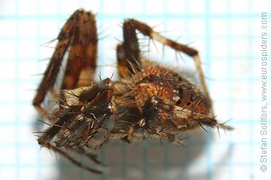 Gorse orbweaver Agalenatea redii