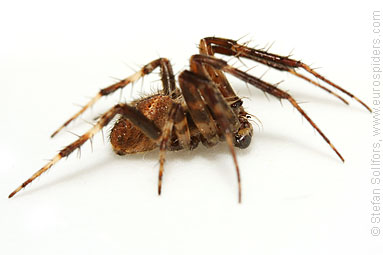 Gorse orbweaver Agalenatea redii