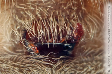 Labyrinth spider Agelena labyrinthica