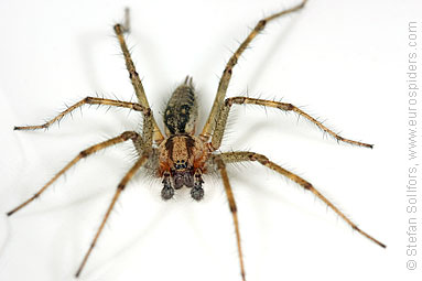 Labyrinth spider Agelena labyrinthica