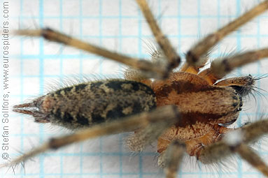 Labyrinth spider Agelena labyrinthica