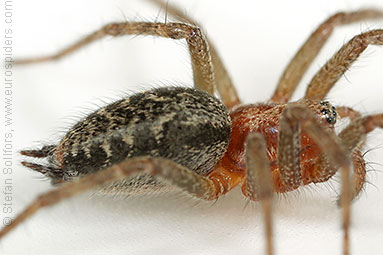 Labyrinth spider Agelena labyrinthica