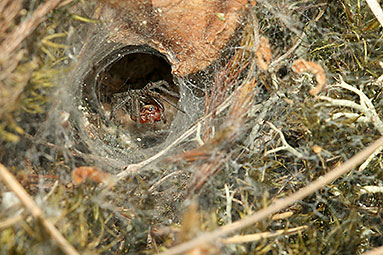 Labyrinth spider Agelena labyrinthica