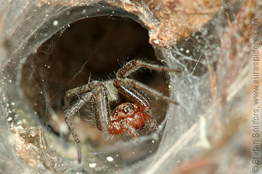 Labyrinth spider Agelena labyrinthica