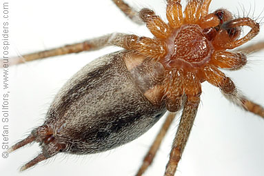 Labyrinth spider Agelena labyrinthica