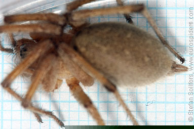 - Agelena orientalis