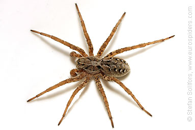 Great fox-spider Alopecosa fabrilis