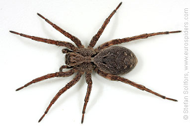 Great fox-spider Alopecosa fabrilis