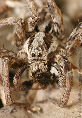 Great fox-spider Alopecosa fabrilis