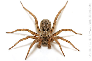 Great fox-spider Alopecosa fabrilis