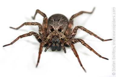 Great fox-spider Alopecosa fabrilis