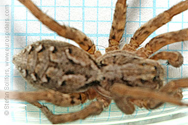 Great fox-spider Alopecosa fabrilis