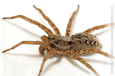 Great fox-spider Alopecosa fabrilis