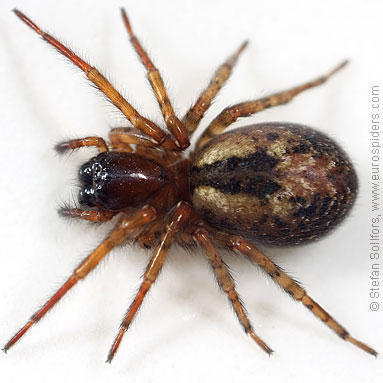 Window lace-weaver Amaurobius fenestralis