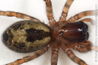 Window lace-weaver Amaurobius fenestralis