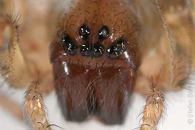 Window lace-weaver Amaurobius fenestralis