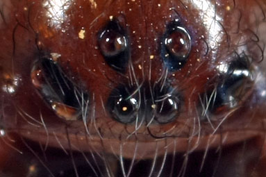 Window lace-weaver Amaurobius fenestralis