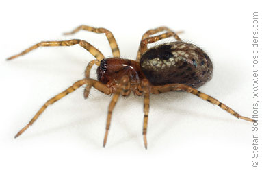 Window lace-weaver Amaurobius fenestralis