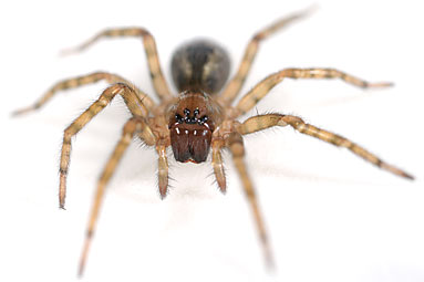 Window lace-weaver Amaurobius fenestralis