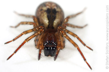 Window lace-weaver Amaurobius fenestralis