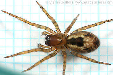 Window lace-weaver Amaurobius fenestralis