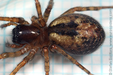 Window lace-weaver Amaurobius fenestralis