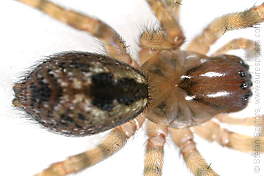 - Amaurobius fenestralis