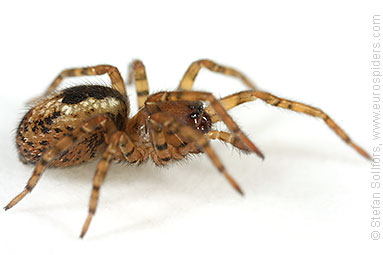 Window lace-weaver Amaurobius fenestralis