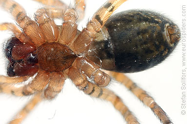 Window lace-weaver Amaurobius fenestralis