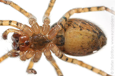 Window lace-weaver Amaurobius fenestralis