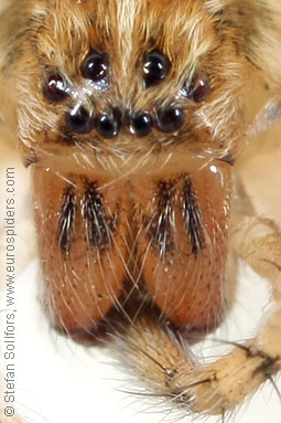 Buzzing spider Anyphaena accentuata