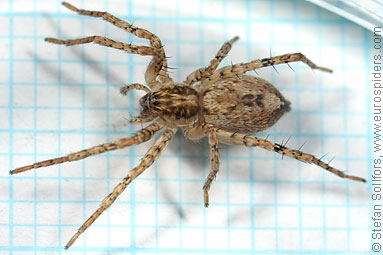 Buzzing spider Anyphaena accentuata