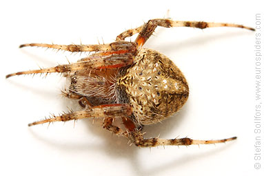 - Araneus angulatus