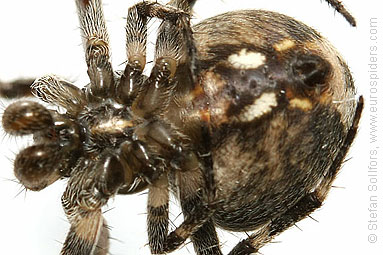 - Azorean spiders