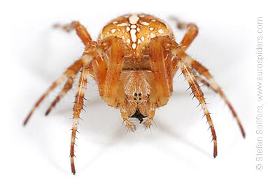 Garden or Cross spider Araneus diadematus